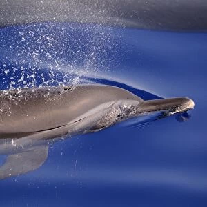 Pantropical Spotted Dolphin (Stenella attenuata) adult, breathing at surface of water, Maldives, march
