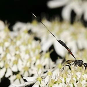 Parasitic Wasp (Gasteruption jaculator) adult female, feeding on umbellifer flowers, Southwater Woods, West Sussex