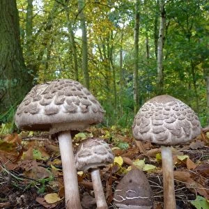 Parasol Mushroom (Macrolepiota procera) fruiting bodies, various stages, growing amongst decaying leaves on woodland
