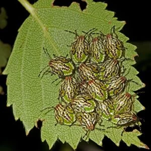 Parent Bug (Elasmucha grisea) nymphs, clustered together on leaf, Norfolk, England, July