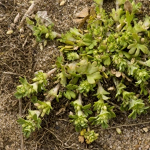 Parsley-piert (Aphanes arvensis) flowering, growing on sandy soil, Breckland, Norfolk, England, may