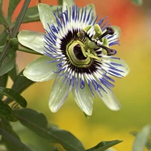 Passion Flower (Passiflora edulis forma edulis) flowering in garden