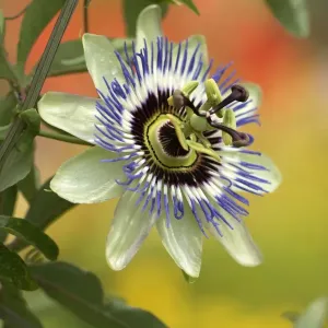 Passion Flower Print in Garden Passion Flower Print in Garden