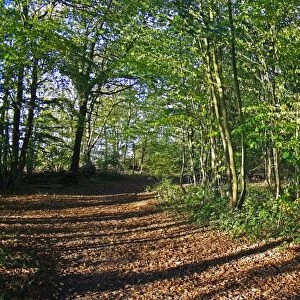 Path through deciduous woodland habitat, Northfield Wood, Onehouse, Suffolk, England, october