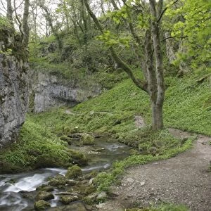 Path beside river, Ramsons (Allium ursinum) flowering and Sycamore (Acer pseudoplatanus), Janets Foss, Gordale Beck