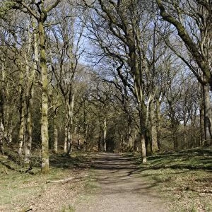 Pathway through deciduous woodland habitat, Nagshead RSPB Reserve, Forest of Dean, Gloucestershire, England, april