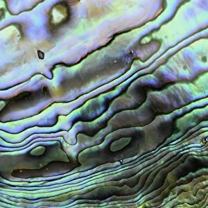 Paua (Haliotis iris) interior layer of shell, close-up of iridescent nacre or mother of pearl