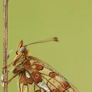 Pearl-bordered Fritillary (Boloria euphrosyne) adult, resting on stem, Worcestershire, England, may