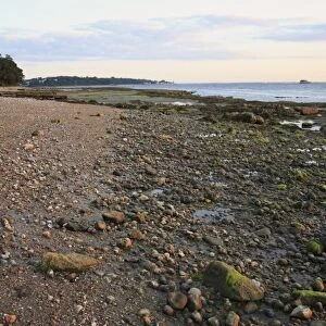 Pebbles and rocks exposed on beach with incoming tide at dawn, Bembridge, Isle of Wight, England, june