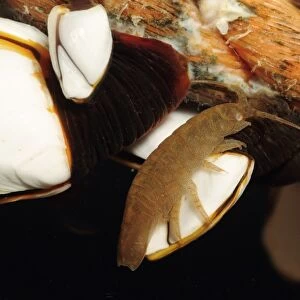 Pelagic Isopod (Idotea metallica) adult, amongst Goose Barnacles (Pedunculata sp. ) (captive)