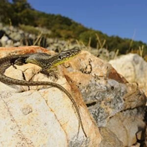 Pena de Francia Rock Lizard (Iberolacerta martinezricai) adult, basking on rock in habitat, Spain, october
