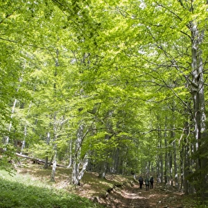 People walking in Common Beech forest at Bogdan National Park Bulgaria