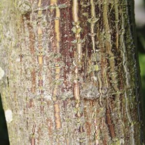 Pere Davids Maple (Acer davidii) close-up of trunk, in garden, Suffolk, England, September