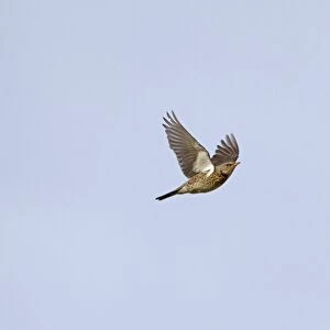 Peregrine Falcon (Falco peregrinus) adult, in flight, Malham Cove, Malhamdale, Yorkshire Dales N. P