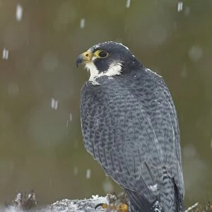 Peregrine Falcon (Falco peregrinus) adult, standing in snow covered moorland during snowfall, Scotland, winter (captive)