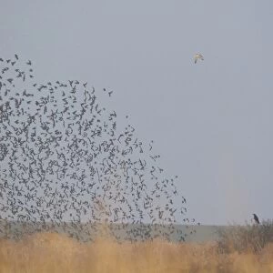 Peregrine Falcon (Falco peregrinus) adult, in flight, panicking Common Starling (Sturnus vulgaris) flock, Suffolk