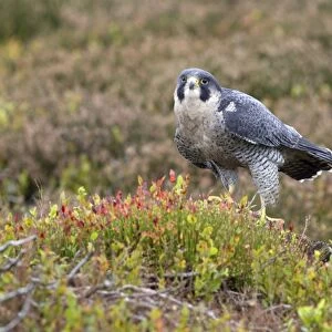 Peregrine Falcon (Falco peregrinus) adult, standing on stump in moorland, Berwickshire, Scottish Borders, Scotland
