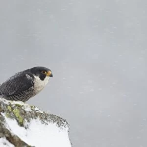 Peregrine Falcon (Falco peregrinus) adult, standing on snow covered rock during snowfall, Dumfries and Galloway