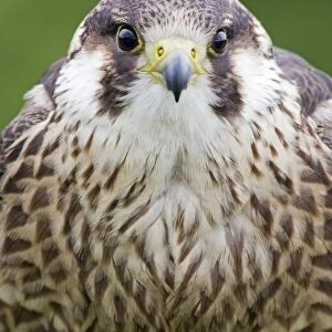 Peregrine Falcon (Falco peregrinus) juvenile, close-up of head and chest, july (captive)
