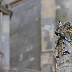 Peregrine Falcon (Falco peregrinus) juvenile, perched on sculpture at cathedral nestsite, Norwich Cathedral, Norwich