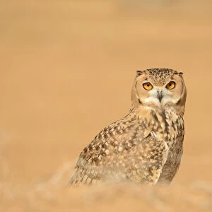Pharaoh Eagle-owl (Bubo ascalaphus) adult, standing on sand, Dubai Desert Conservation Reserve, Al Maha, Dubai