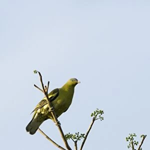 Philippine Green-pigeon (Treron axillaris) adult, perched on branch, Subic, Luzon Island, Philippines