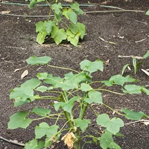 Physic Nut (Jatropha curcas) crop, grown for nuts used as biofuel