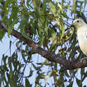 Pied Imperial-pigeon (Ducula bicolor) adult, perched on eucalyptus tree branch, Northern Territory, Australia