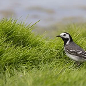 Pied Wagtail female in grass, Norfolk