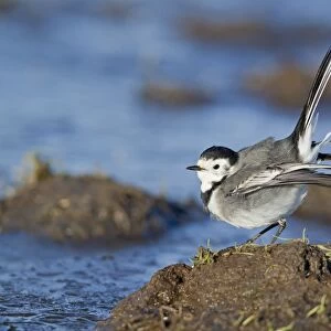 Pied Wagtail (Motacilla alba yarrellii) adult female, in submissive posture towards male, Suffolk, England, December