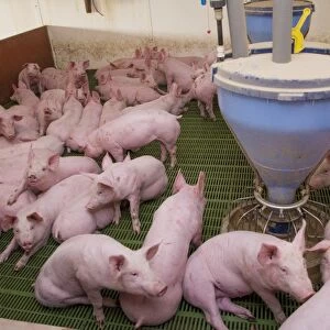 Pig farming, eleven-week old weaners, with automatic feeders, on slats in indoor unit, Lancashire, England, November