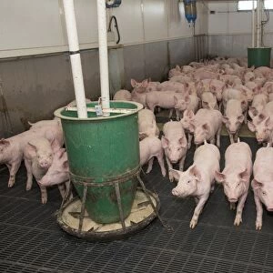 Pig farming, growing pigs, with automatic feeders on slats in indoor unit, Driffield, East Yorkshire, England, June