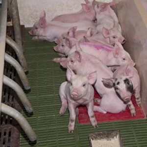 Pig farming, piglets resting on heated pad in farrowing crate, in indoor unit, Lancashire, England, November