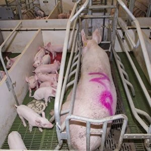 Pig farming, sow with piglets in farrowing crate, in indoor unit, Lancashire, England, November
