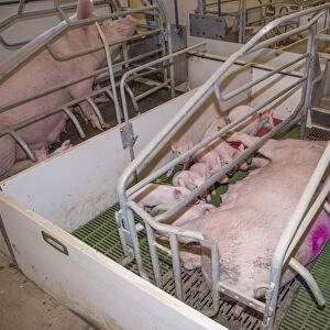 Pig farming, sows with piglets in farrowing crates, in indoor unit, Lancashire, England, November