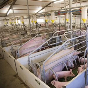 Pig farming, sows and piglets in farrowing crates, in indoor unit, Lancashire, England, November