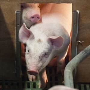 Pig farming, three-weeks old piglets, under heat lamp in farrowing pen, Yorkshire, England, October