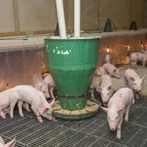 Pig farming, weaner piglets, with automatic feeders and heat lamps, on slats in indoor unit, Driffield, East Yorkshire