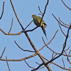 Pin-tailed Green-pigeon (Treron apicauda lowei) adult male, perched in bare tree, Dakdam Highland, Cambodia, January
