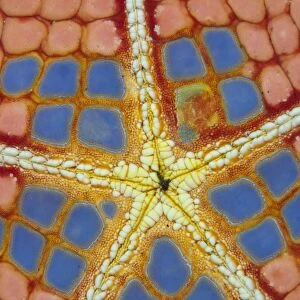 Pincushion Starfish (Culcita novaeguineae) adult, underside detail, Lembeh Straits, Sulawesi, Sunda Islands, Indonesia
