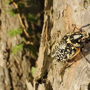 Pine Chafer (Polyphylla fullo) adult male, climbing on pine trunk, Italy, july