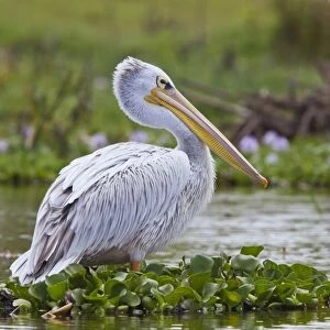 Pink-backed Pelican (Pelecanus rufescens) adult, breeding plumage, standing on aquatic vegetation, Lake Naivasha
