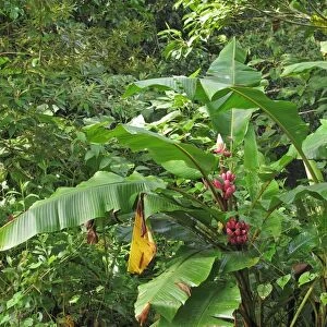 Pink Banana (Musa velutina) in fruit, growing in forest, Canopy Lodge, El Valle, Panama, October