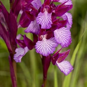 Pink Butterfly Orchid (Orchis papilionacea) flowering, growing in grassland, Sardinia, Italy, April