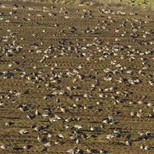 Pink footed geese feeding on newly harvested winter sugar beet field, Brancaster, North Norfolk