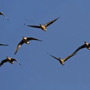 Pink footed Geese, winter flock flying at Brancaster, North Norfolk