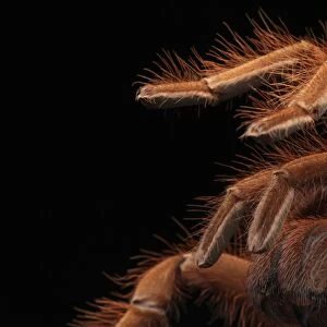 Pinkfoot Goliath Birdeater (Theraphosa apophysis) adult, close up of legs and chelicerae (captive)