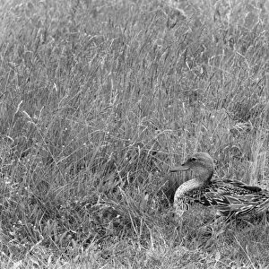Pintail at nest - Dinnyes Hungary. Taken by Eric Hosking in 1961