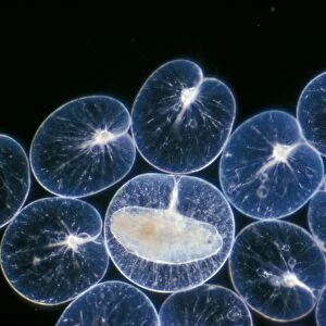 Pl ton -(Noctiluca scintillans) group / one with ingested copepod / x12