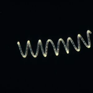 Plankton - Diatom (Rhizosolenia stolterfothii) Individual diatoms unite to form